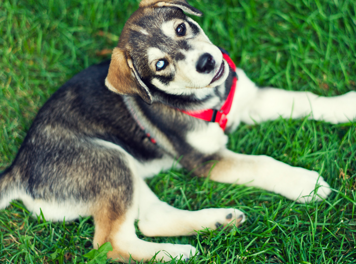 呼叫软件天天呼