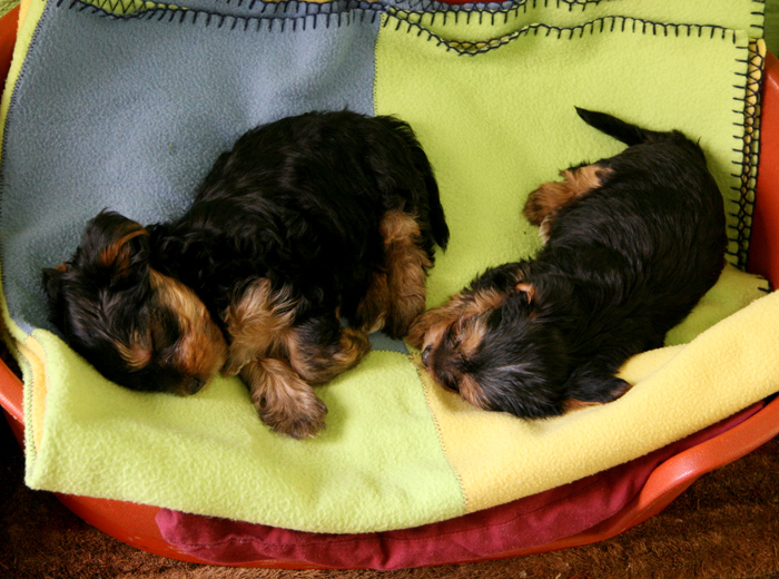 呼叫软件天天呼