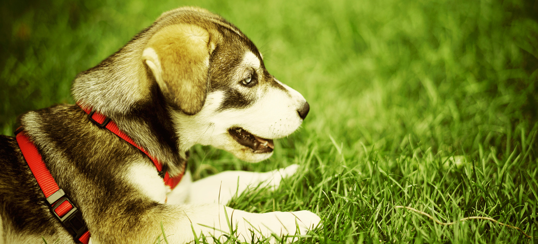 骚扰短信呼叫软件